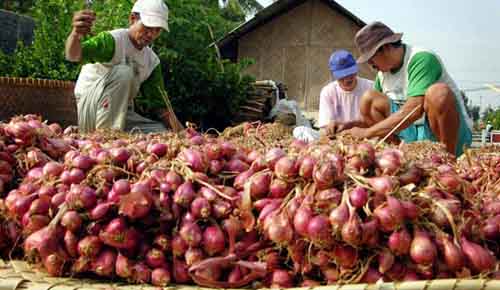 Tak Terserap Pasar, Petani Bawang Nganjuk Rugi Tak Terserap Pasar, Petani Bawang Nganjuk Rugi