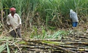 Indonesia Masih Butuh 350.000 Ha Lahan Tebu