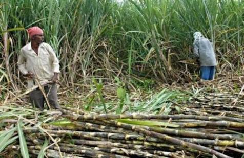 Petani Tebu Jatim Dapat KUR Rp494 Miliar