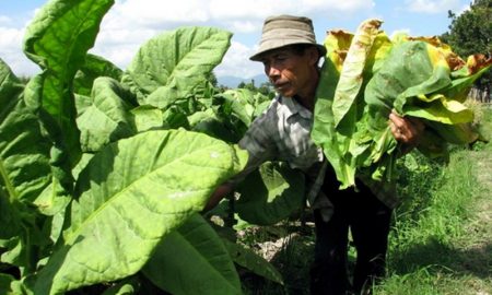 Harga Rokok Melejit, Industri Sigaret Kretek Di Jatim Terancam Bangkrut