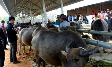 Impor Daging Kerbau Diperbanyak Agar Harga Daging Sapi Turun
