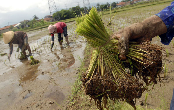DPR Desak Mentan RI Cetak Sawah Baru