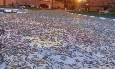 Ribuan Serangga di Makkah hanya Migrasi