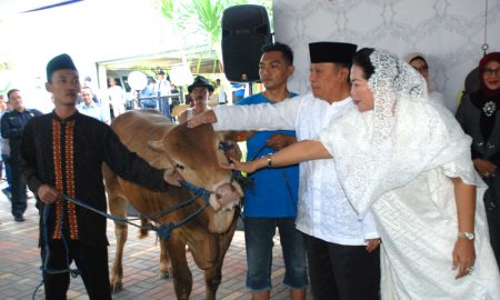 BTN Salurkan Hewan Qurban 1.337 Ekor Sapi Dan Kambing