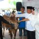 BTN Salurkan Hewan Qurban 1.337 Ekor Sapi Dan Kambing