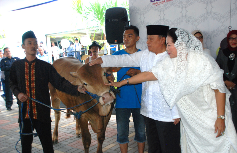 BTN Salurkan Hewan Qurban 1.337 Ekor Sapi Dan Kambing