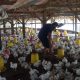 Harga Jatuh, Pemprov Jatim Siap Borong Ayam Peternak Rakyat