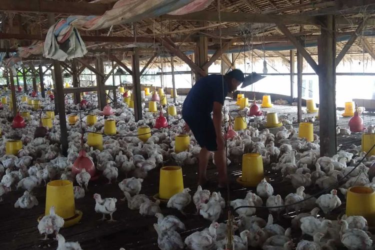 Harga Jatuh, Pemprov Jatim Siap Borong Ayam Peternak Rakyat