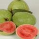 LIPI Olah Jambu Biji Jadi Minuman Peningkat Imun Tubuh LIPI Olah Jambu Biji Jadi Minuman Peningkat Imun Tubuh
