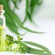 Kandungan Eucalyptol Dalam GoFress Jadi Anti Virus Kandungan Eucalyptol Dalam GoFress Jadi Anti Virus
