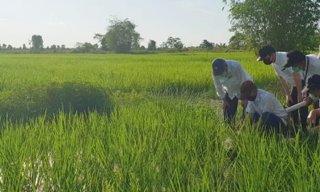 Latih Penjualan Daring, BNI Gaet Petani UMKM Lewat "Smart Farming"