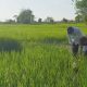 Latih Penjualan Daring, BNI Gaet Petani UMKM Lewat "Smart Farming" Latih Penjualan Daring, BNI Gaet Petani UMKM Lewat "Smart Farming"