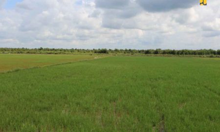 Genjot Produksi, Petani Harus Didorong Gunakan Pupuk Organik