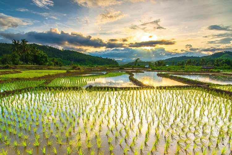 Perkumpulan Intani Dirikan Korporasi Petani Padi Perkumpulan Intani Dirikan Korporasi Petani Padi