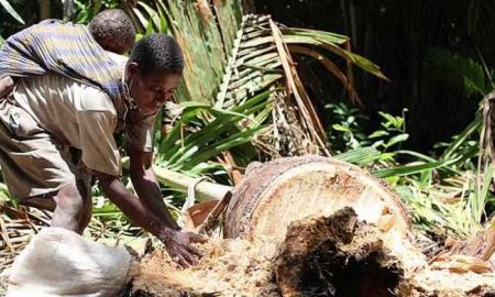 Industri Pengolahan Sagu Perlu Diakselerasi