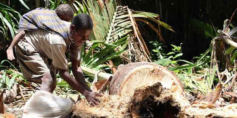 Industri Pengolahan Sagu Perlu Diakselerasi