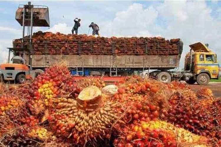 Indonesia-Malaysia Sepakat Lawan Diskriminasi Produk Sawit