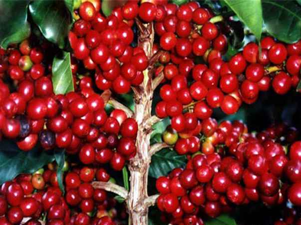 Indonesia Lima Besar Produsen Kopi Dunia, Ketua DPD RI Berharap Petani Kopi Sejahtera Indonesia Lima Besar Produsen Kopi Dunia, Ketua DPD RI Berharap Petani Kopi Sejahtera