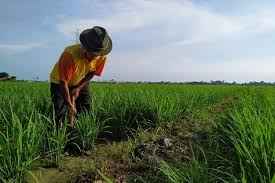 Januari 2021, Tingkat Kesejahteraan Petani Naik