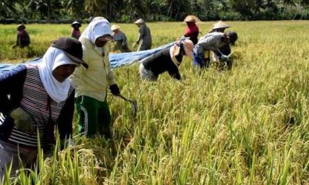 Buntut Impor Beras, CBA: Menteri Dari PKB Jadi Musuh Petani Indonesia