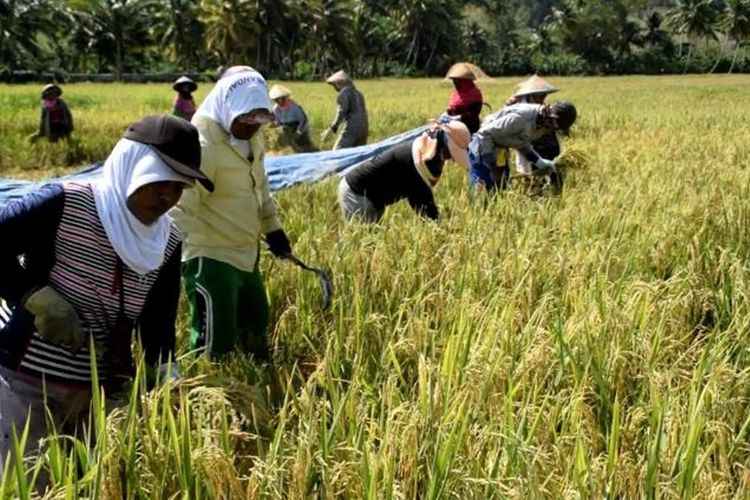 Buntut Impor Beras, CBA: Menteri Dari PKB Jadi Musuh Petani Indonesia Buntut Impor Beras, CBA: Menteri Dari PKB Jadi Musuh Petani Indonesia