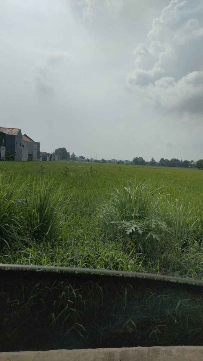 Jeritan Petani: Harga Gabah Lagi Murah, Kok Impor Beras