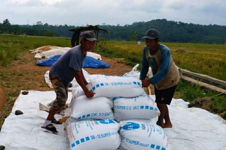 Juli-Desember 2021, INDEF Prediksi Harga Beras Naik Paska Lebaran Juli-Desember 2021, INDEF Prediksi Harga Beras Naik Paska Lebaran