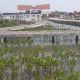 Cegah Abrasi Pantai, Unpam Tanam Mangrove di Kabupaten Tangerang