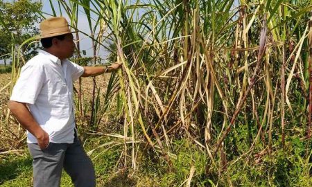 APTRI Desak Evaluasi Dua Pabrik Gula Di Jawa Timur