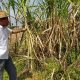 APTRI Jatim Bantah  Permenperin 03/2021 Bikin Biaya Produksi Gula, Mahal