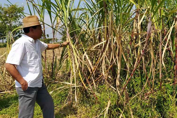 APTRI Desak Evaluasi Dua Pabrik Gula Di Jawa Timur APTRI Desak Evaluasi Dua Pabrik Gula Di Jawa Timur