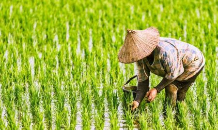 Realisasi KUR Pertanian Capai Rp56,3 Triliun