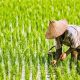 Realisasi KUR Pertanian Capai Rp56,3 Triliun