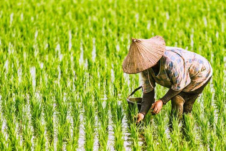 Realisasi KUR Pertanian Capai Rp56,3 Triliun