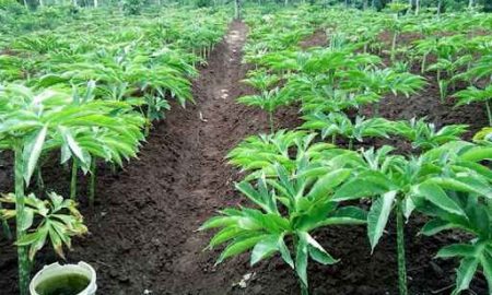 Dampak Fasilitas HACCP, Sebanyak 60 Ton Tepung Porang Diekspor Ke China