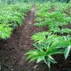 Dampak Fasilitas HACCP, Sebanyak 60 Ton Tepung Porang Diekspor Ke China Dampak Fasilitas HACCP, Sebanyak 60 Ton Tepung Porang Diekspor Ke China