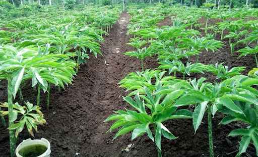 Dampak Fasilitas HACCP, Sebanyak 60 Ton Tepung Porang Diekspor Ke China