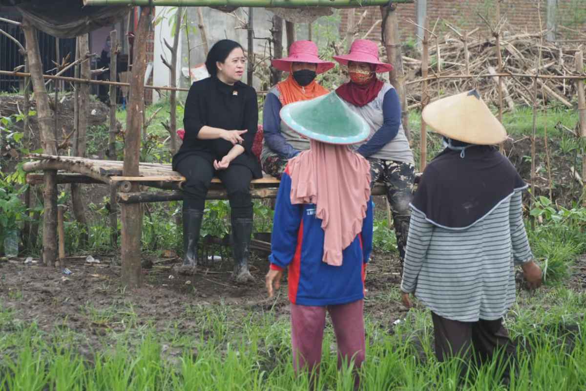Ikut Tanam Bawang di Nganjuk, Puan Terima Keluhan Petani Banyak Utang Karena Rugi Panen Ikut Tanam Bawang di Nganjuk, Puan Terima Keluhan Petani Banyak Utang Karena Rugi Panen