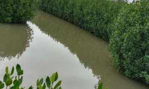 Dukung Ekowisata Kabupaten Tangerang, Pemeliharaan Mangrove Masih Andalkan APBD