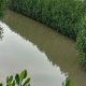 Dukung Ekowisata Kabupaten Tangerang, Pemeliharaan Mangrove Masih Andalkan APBD