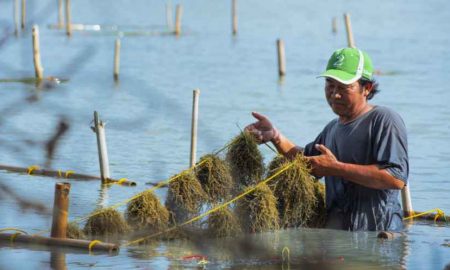 Investor Italia Berminat Garap Rumput Laut di Kabupaten Tangerang