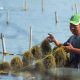 Investor Italia Berminat Garap Rumput Laut di Kabupaten Tangerang