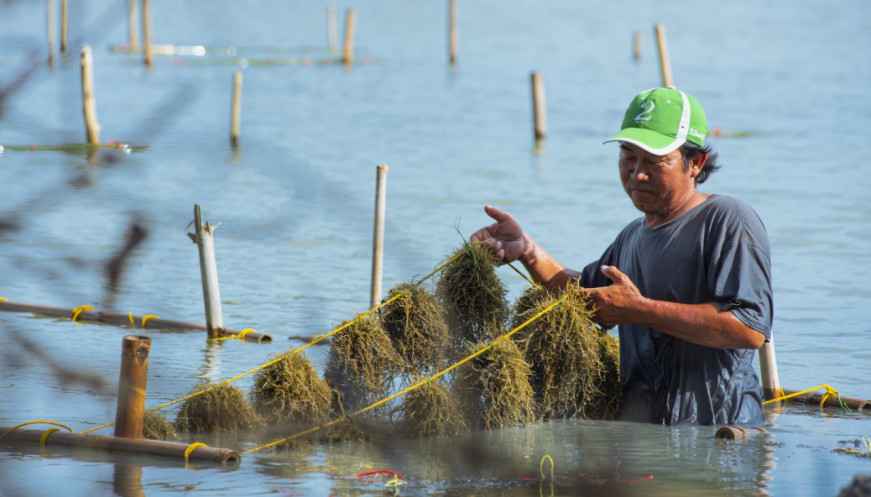 Investor Italia Berminat Garap Rumput Laut di Kabupaten Tangerang