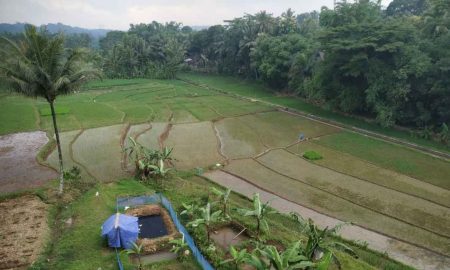 Januari-April 2022, BPS: Produksi Beras Diprediksi Capai 14,63 Juta Ton