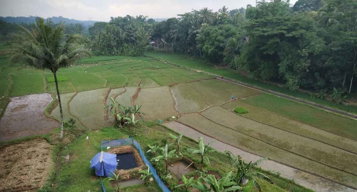Januari-April 2022, BPS: Produksi Beras Diprediksi Capai 14,63 Juta Ton