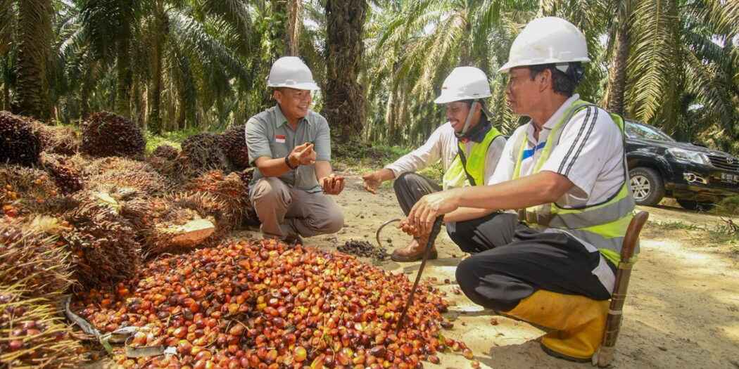 Harga Sawit Ambruk, Sultan Minta Pemerintah Beri Kompensasi Petani Sawit