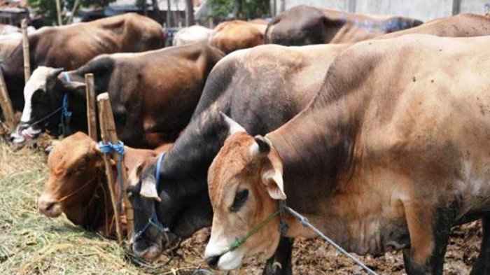 Ada PKM, Sultan Minta Pemerintah Pastikan Pasokan Kebutuhan Hewan Qurban Cukup dan Aman Ada PKM, Sultan Minta Pemerintah Pastikan Pasokan Kebutuhan Hewan Qurban Cukup dan Aman