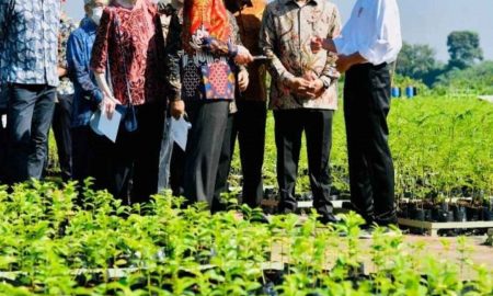 Jokowi Akan Bangun 600 Ribu Pusat Mangrove Dunia, Pengamat: Itu Sangat Strategis dan Positif