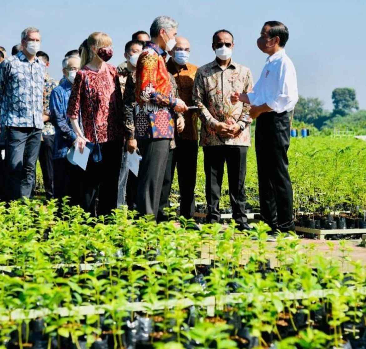 Jokowi Akan Bangun 600 Ribu Pusat Mangrove Dunia, Pengamat: Itu Sangat Strategis dan Positif