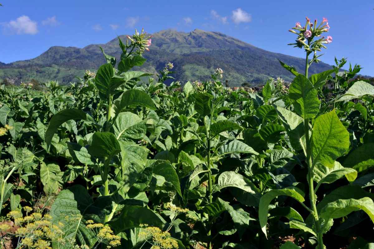 Kuaral I 2022, Indonesian Tobacco Raup Pendapatan Rp59,5 miliar Kuaral I 2022, Indonesian Tobacco Raup Pendapatan Rp59,5 miliar